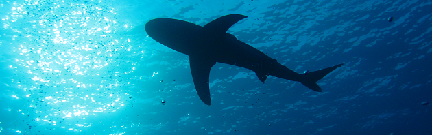 underwater